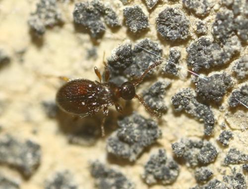 Euconnus sp.